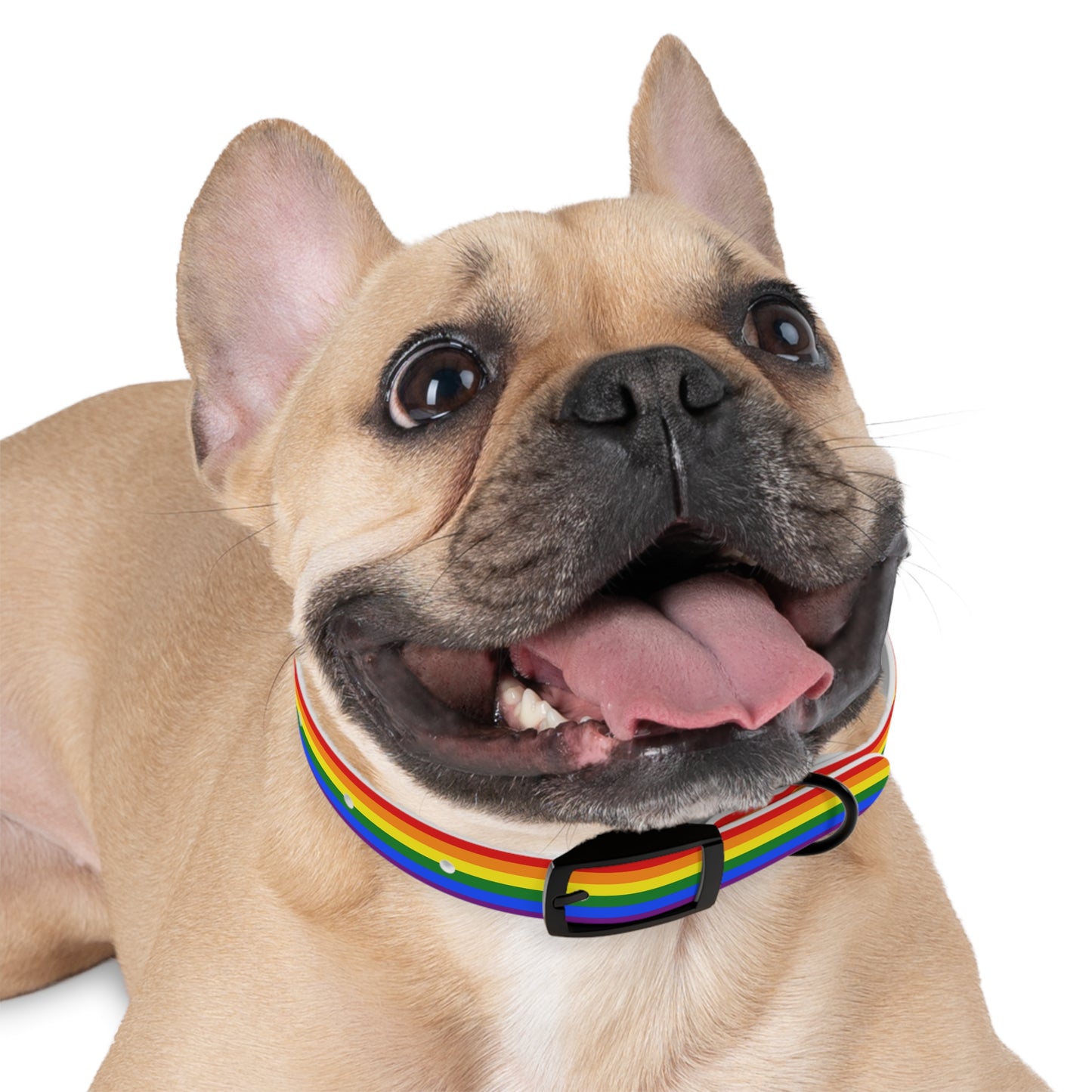 Pride Flag Dog Collar